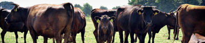 Wilt u meer weten over Wagyu?